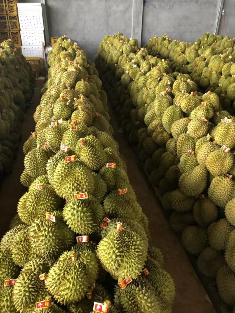 金枕榴莲