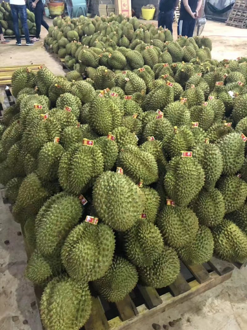 金枕榴莲