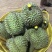 金枕榴莲