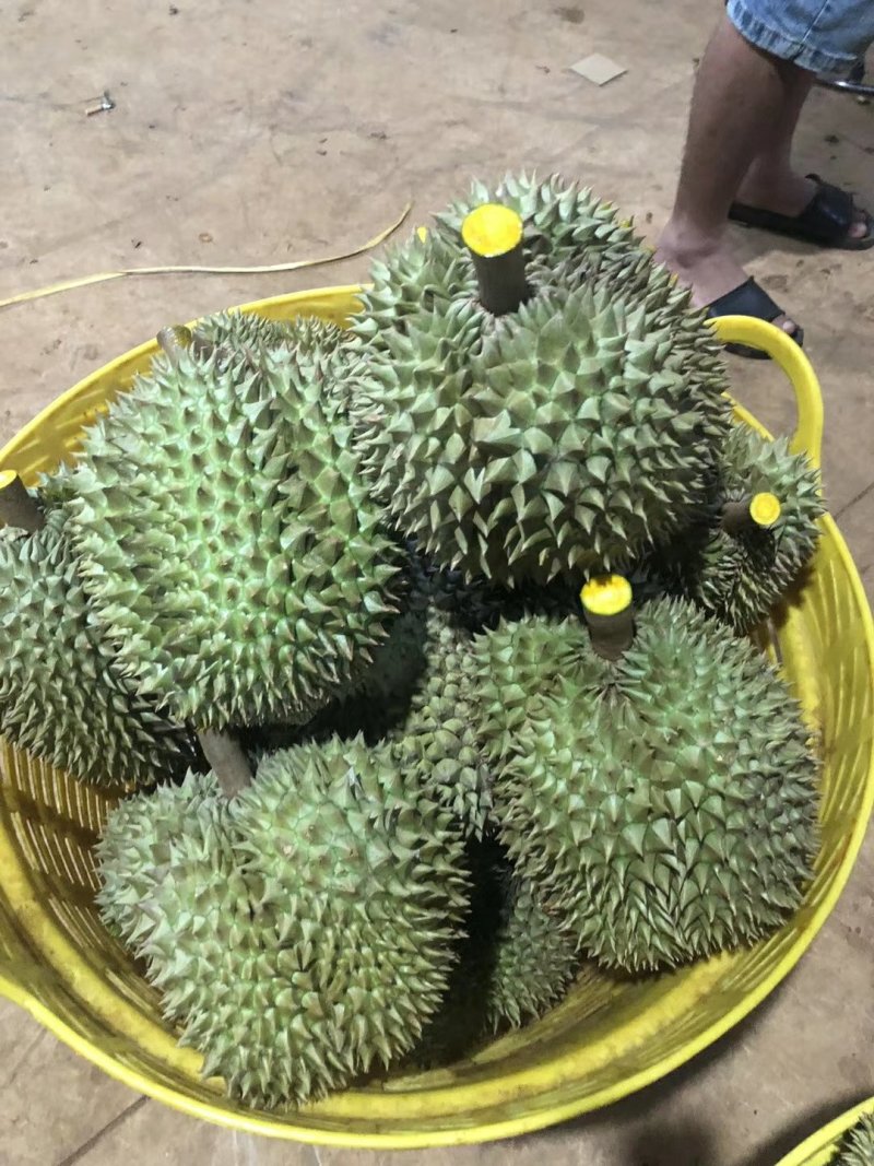 金枕榴莲