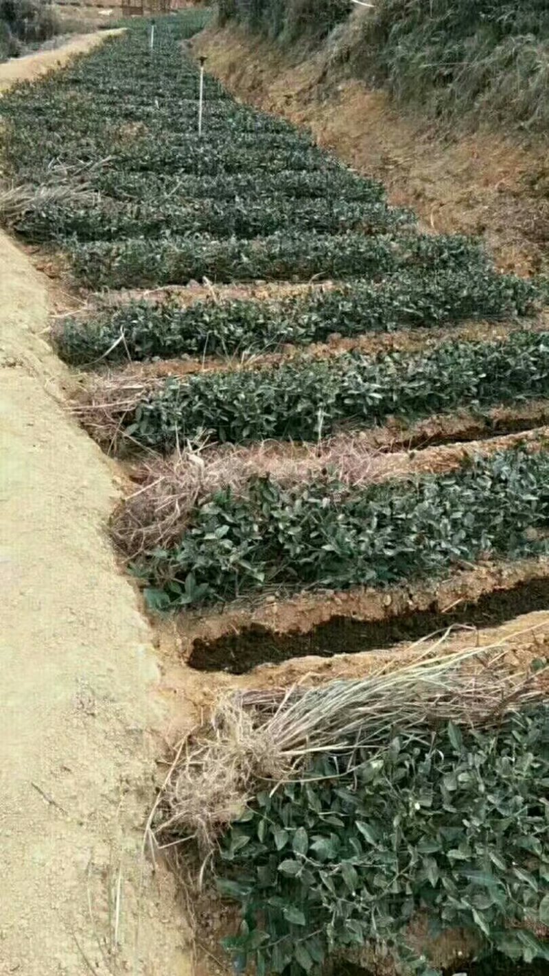 铁观音茶叶