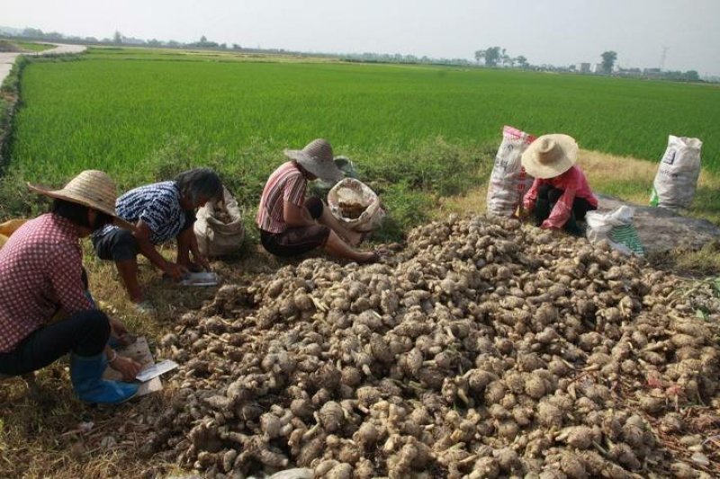 广西莪术郁金产地直销鲜果、加工干片，大量供应