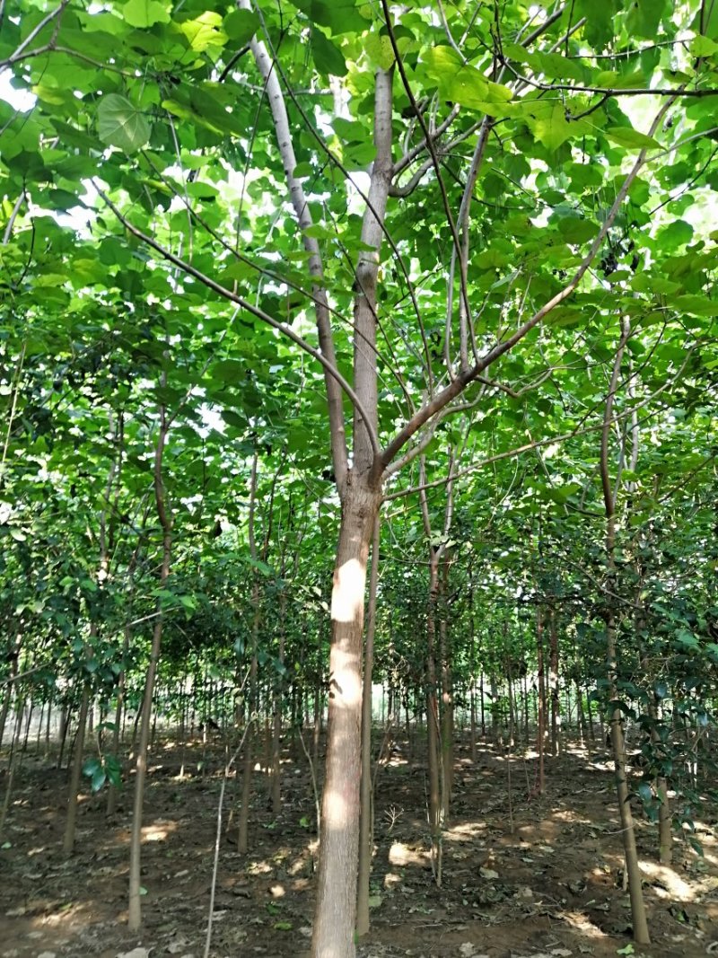 梓树
