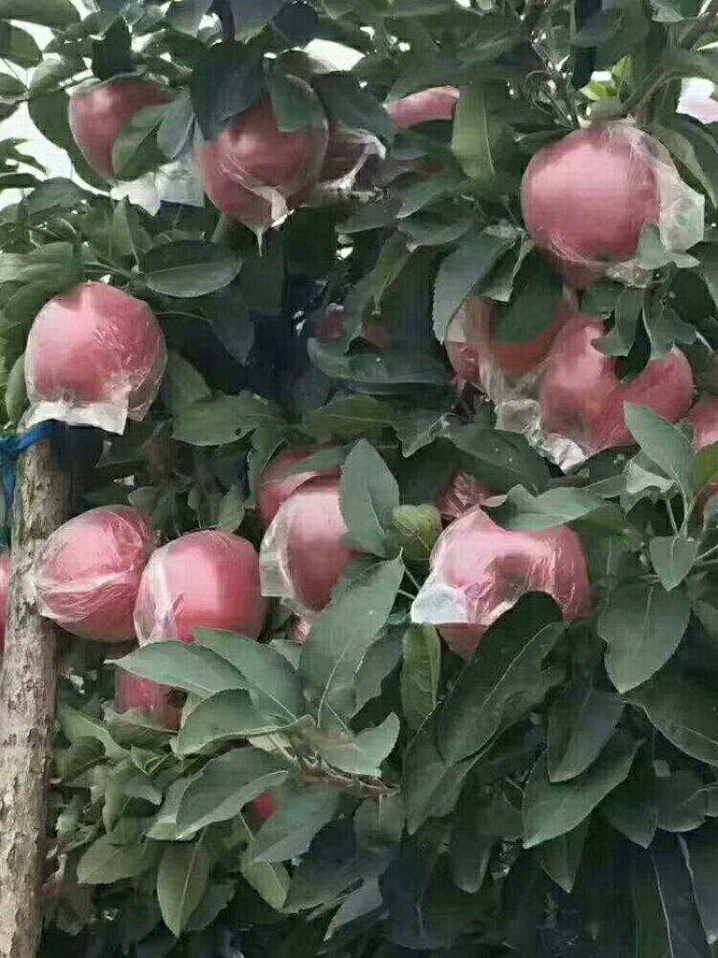 膜袋红星苹果，大量批发，产地直销，货源充足