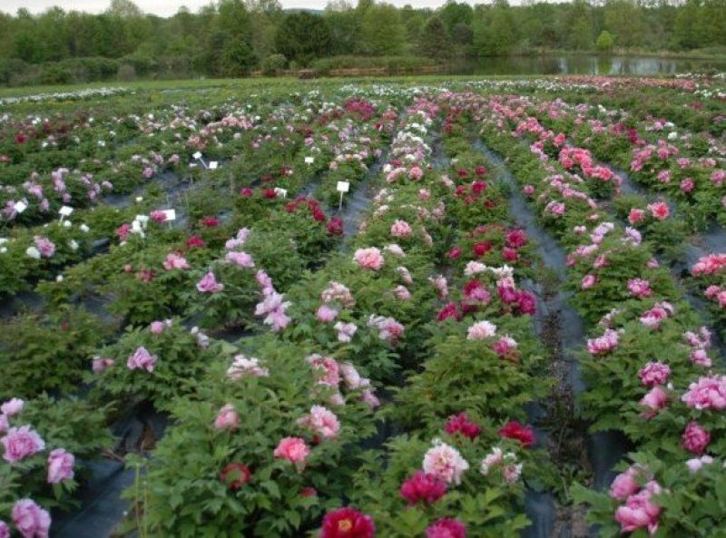 牡丹花，精品观赏牡丹花苗，多层花，保成活，现要现挖