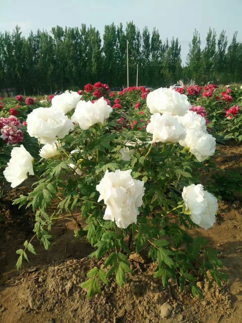 牡丹花，精品观赏牡丹花苗，多层花，保成活，现要现挖