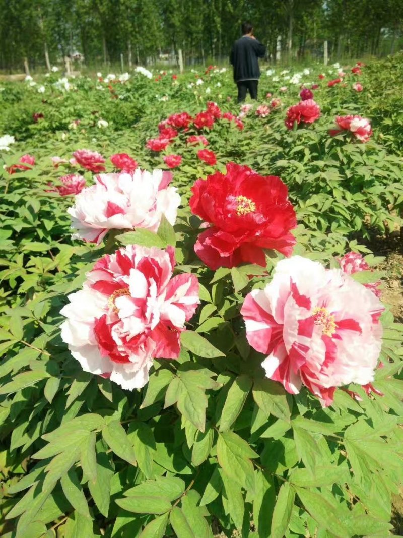 牡丹花，精品观赏牡丹花苗，多层花，保成活，现要现挖