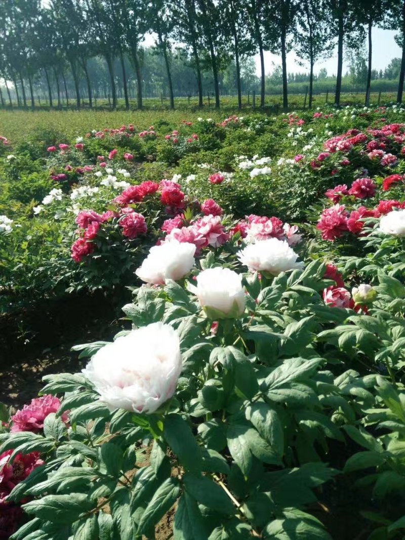 牡丹花，精品观赏牡丹花苗，多层花，保成活，现要现挖