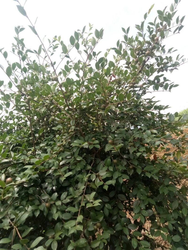 山茶籽苗
