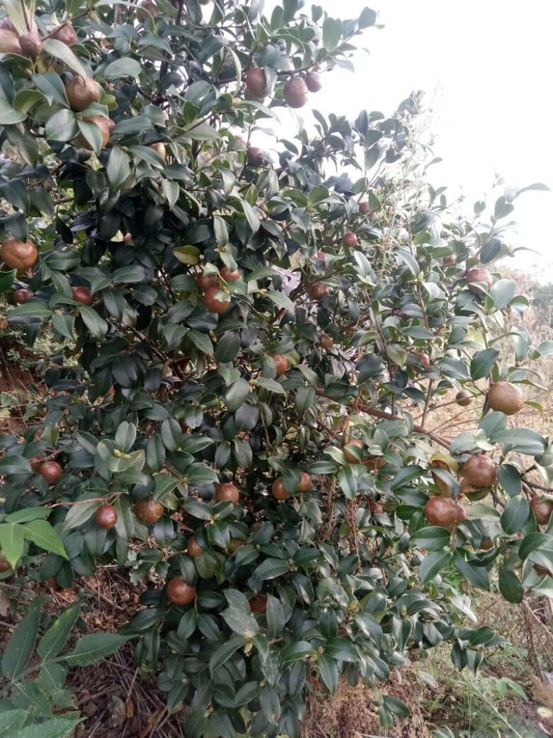 山茶籽苗