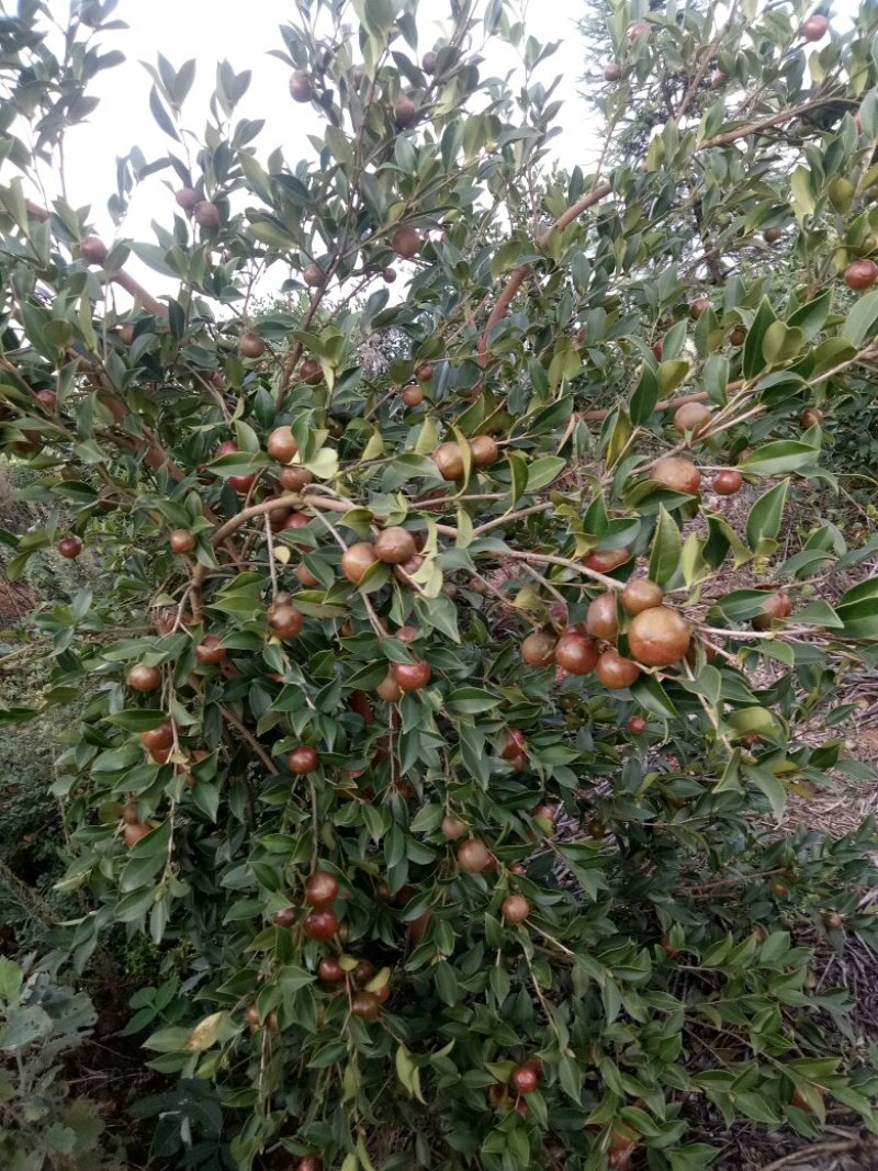 山茶籽苗