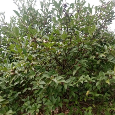 山茶籽苗