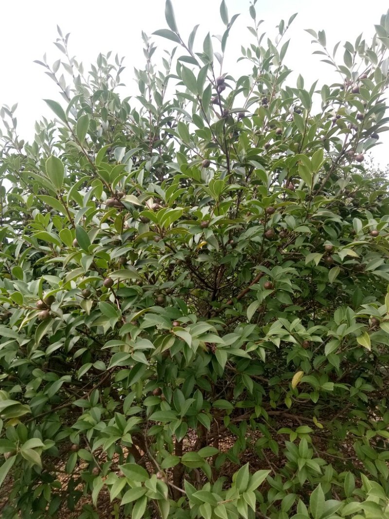 山茶籽苗
