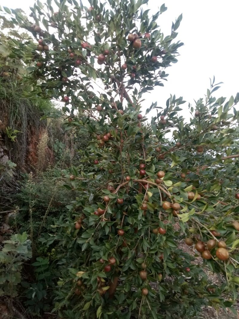 山茶籽苗