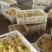 杂交鹅苗
