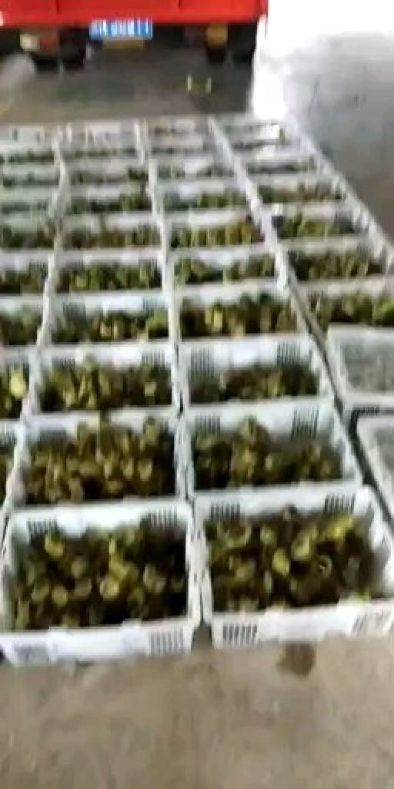 狮头鹅苗