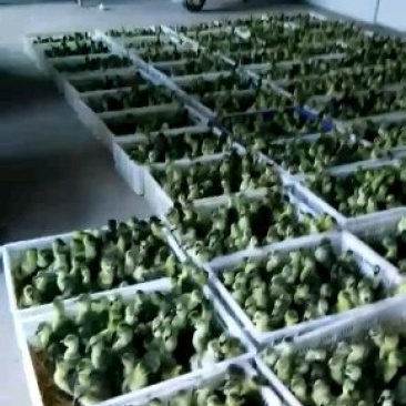 狮头鹅苗
