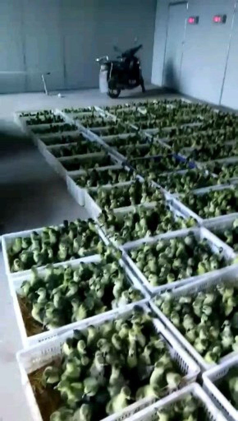 狮头鹅苗