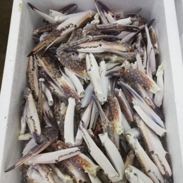 精品蟹钳