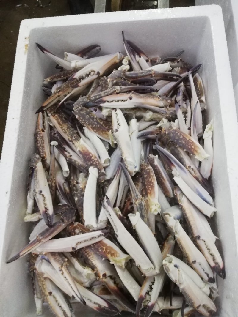 精品蟹钳