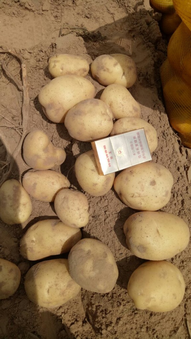 陕北土豆沃土五无虫眼无绿头表面光滑