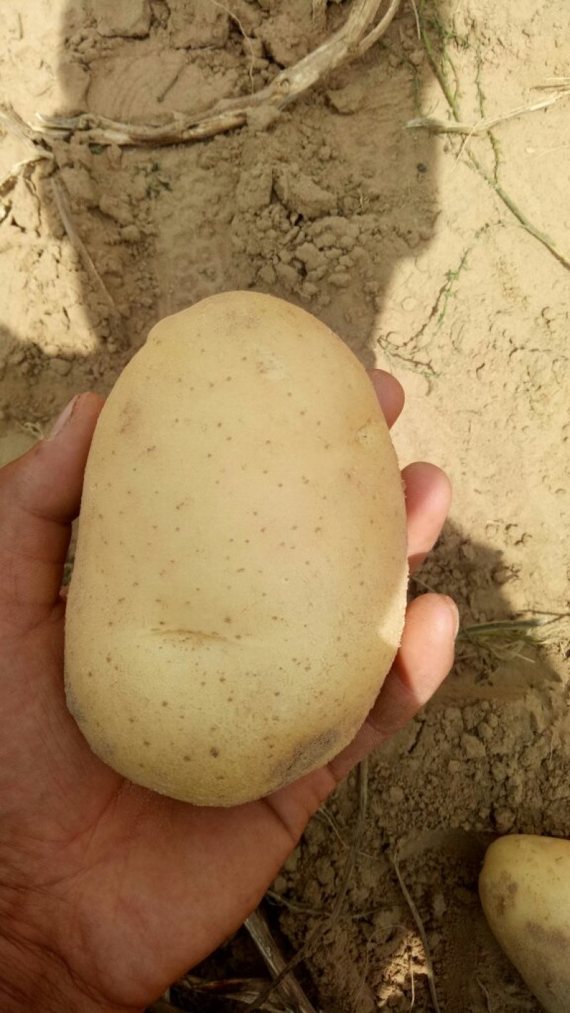 陕北土豆沃土五无虫眼无绿头表面光滑