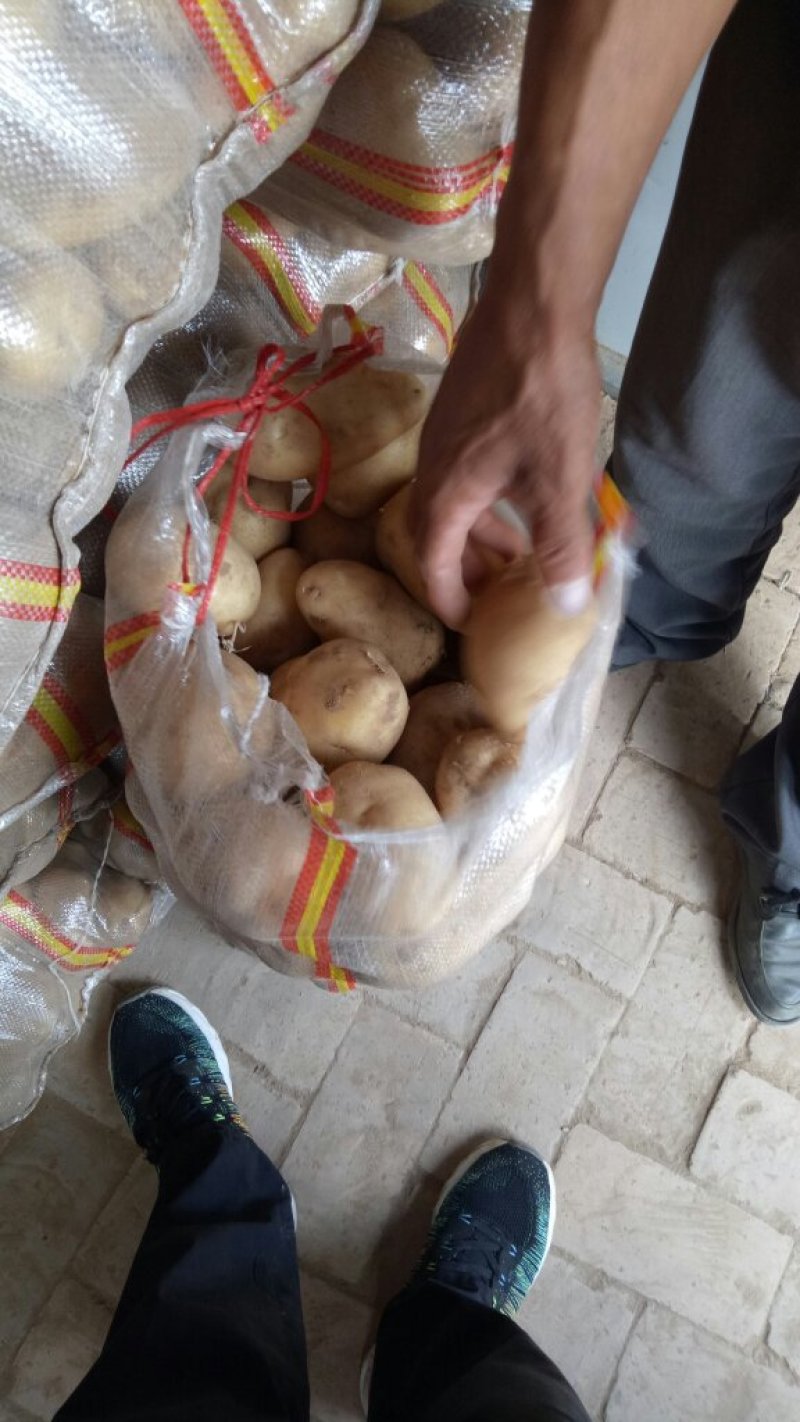 陕北土豆沃土五无虫眼无绿头表面光滑