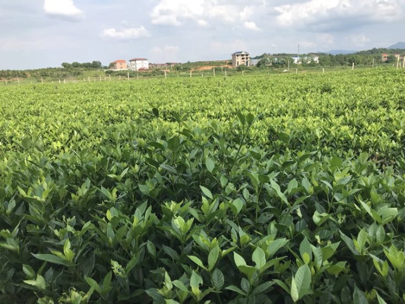 黄栀子一年苗，两年苗，很粗壮，分支多