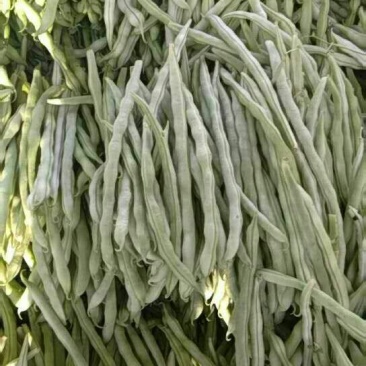 白无丝
