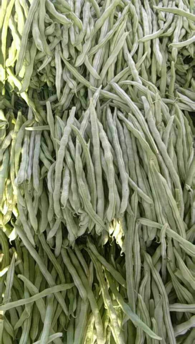 白无丝