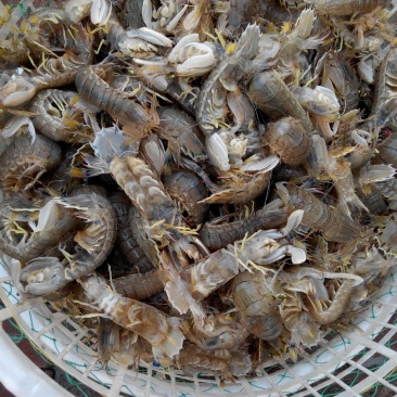 批发皮皮虾爬虾肉质鲜嫩