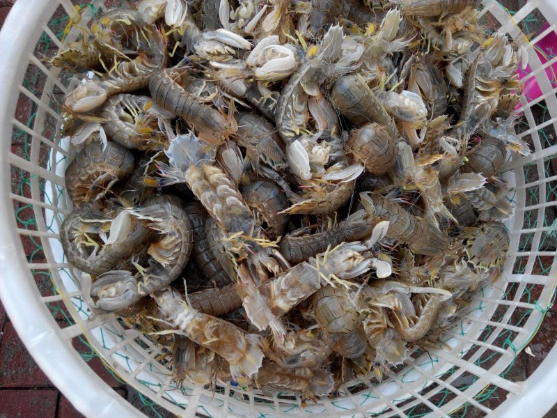 批发皮皮虾爬虾肉质鲜嫩