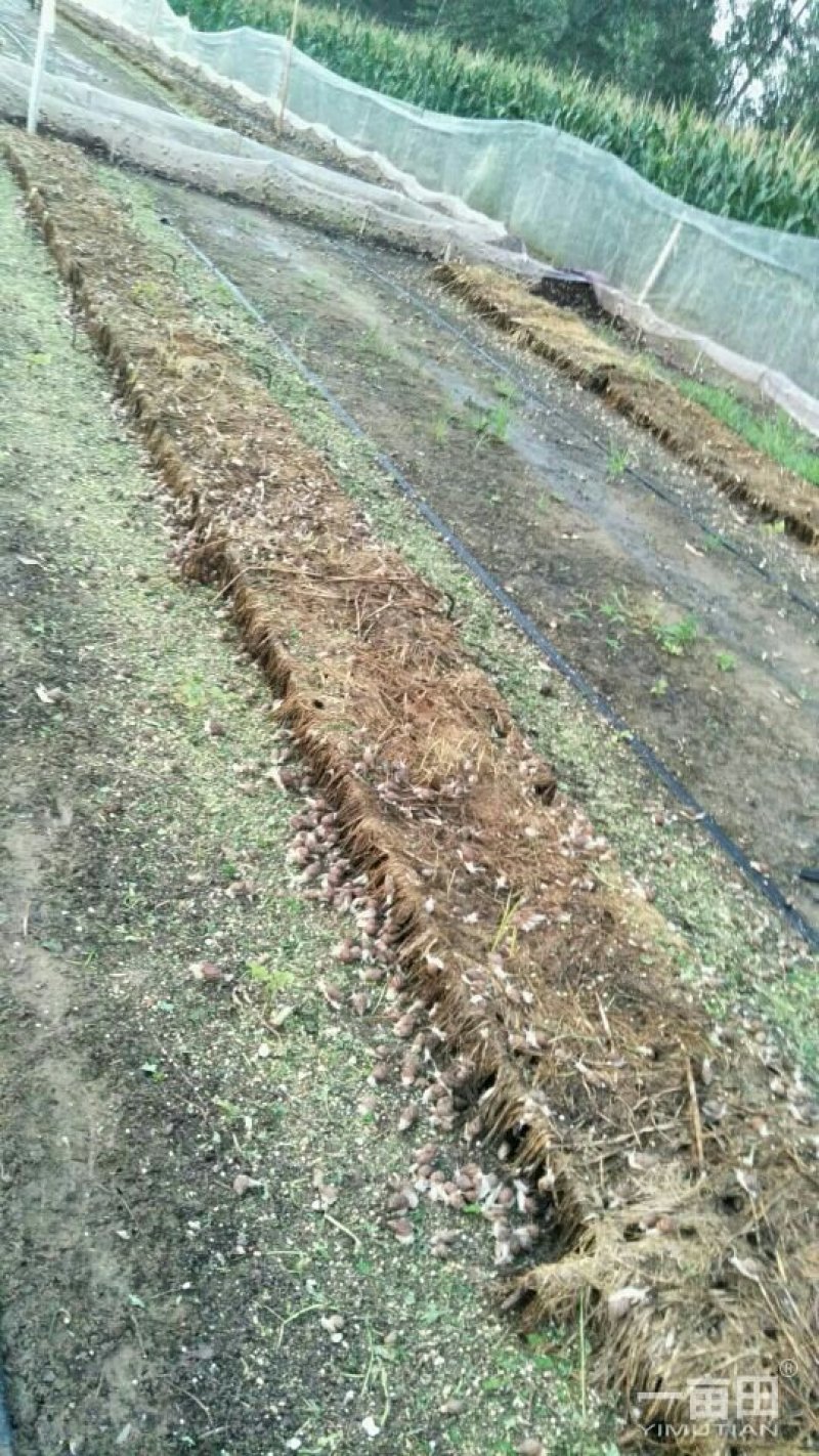 鲜活白玉蜗牛