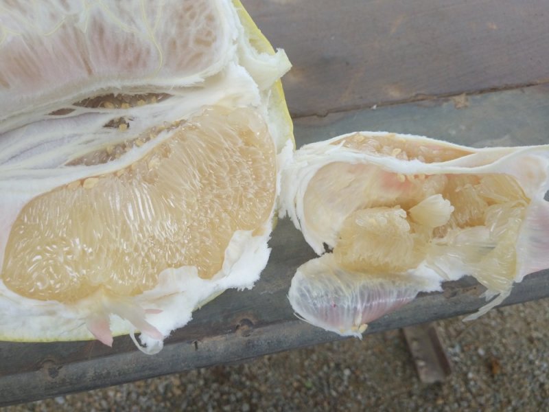 琯溪蜜柚