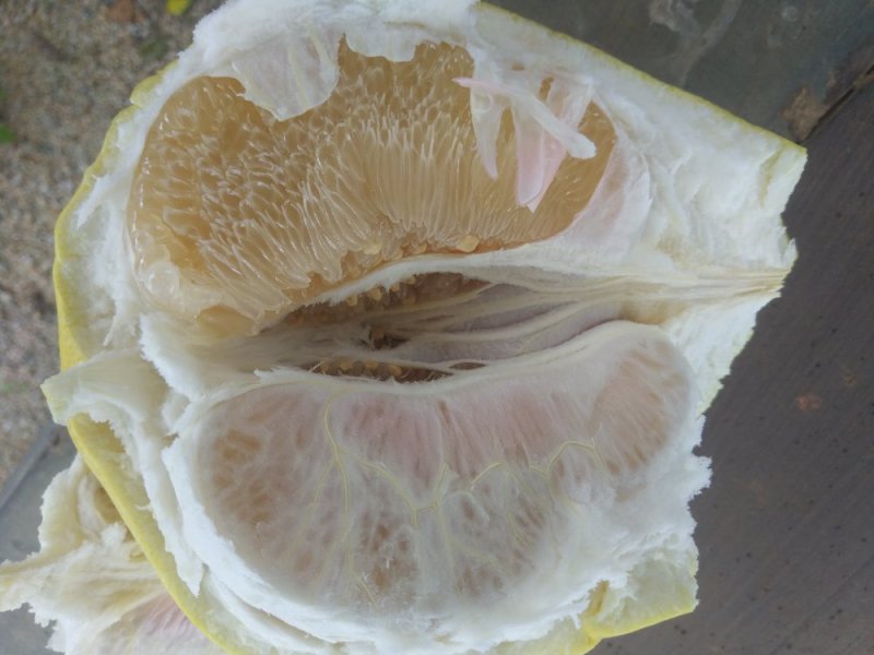 琯溪蜜柚