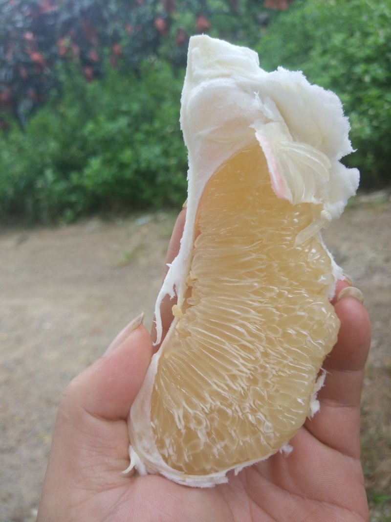 琯溪蜜柚