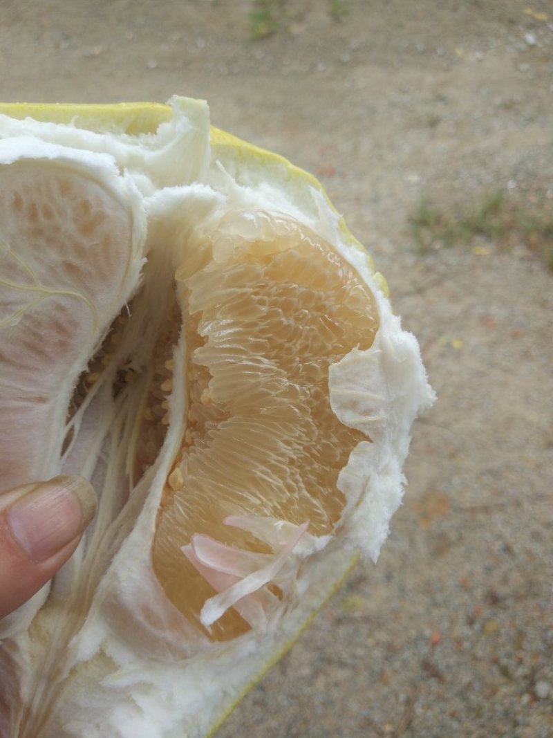 琯溪蜜柚