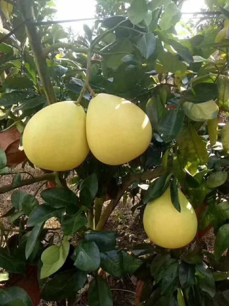 琯溪蜜柚