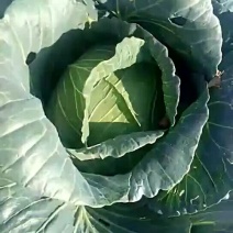 扁包菜