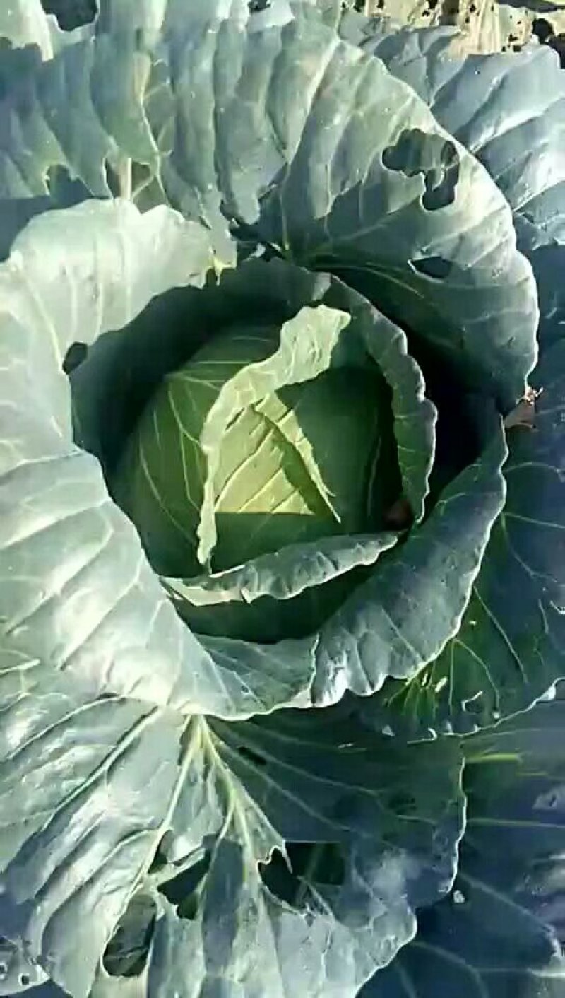 扁包菜