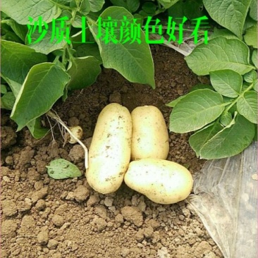 【产地低价】安丘荷兰土豆，规格齐全，上货快协助找车装货
