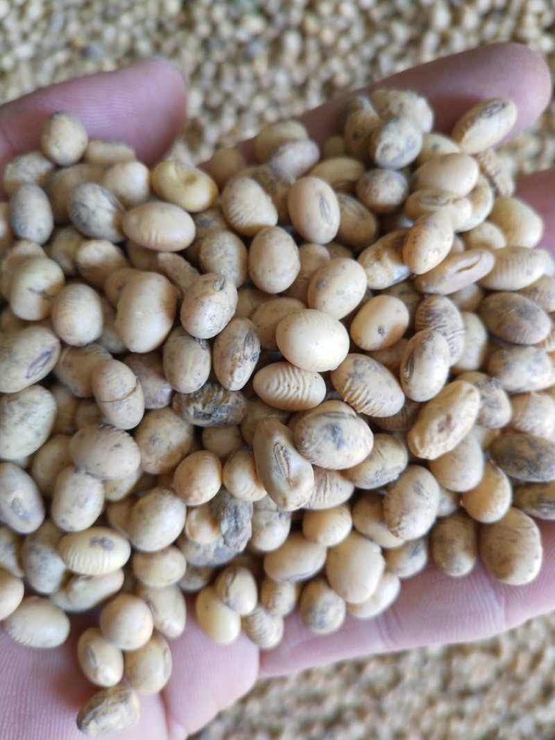 黄黄豆