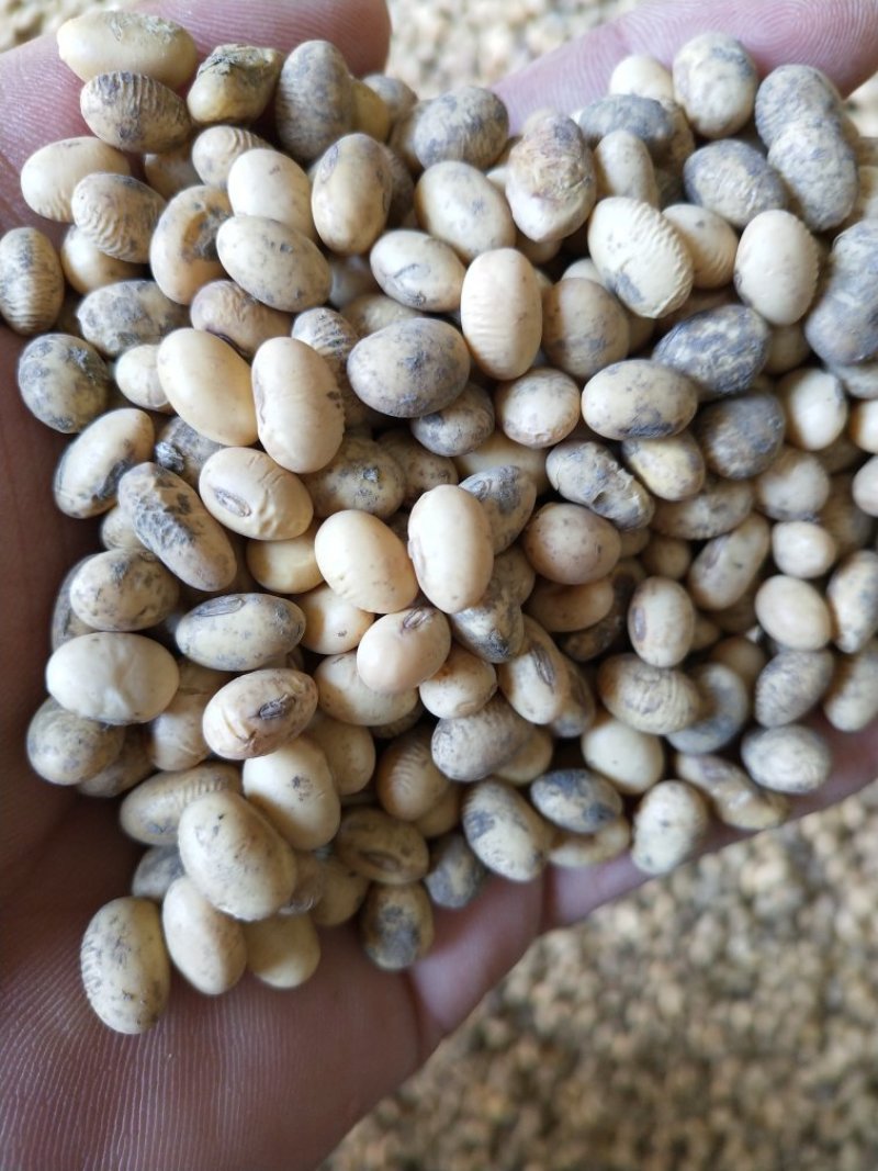 黄黄豆