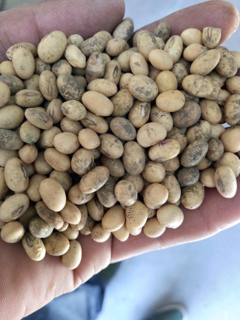 黄黄豆