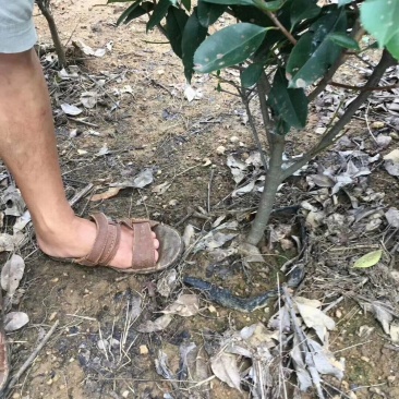 红叶石楠杯苗