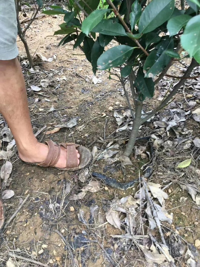 红叶石楠杯苗