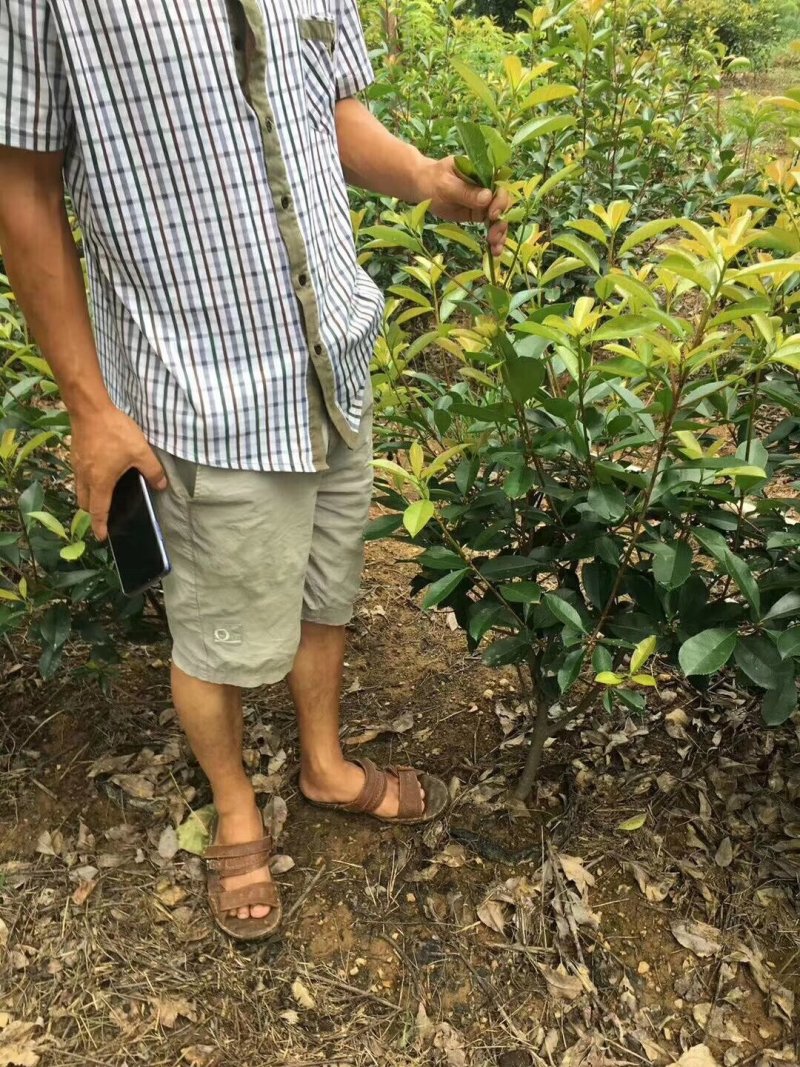 红叶石楠杯苗