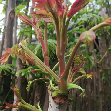 红油香椿苗大棚专用提供技术基地