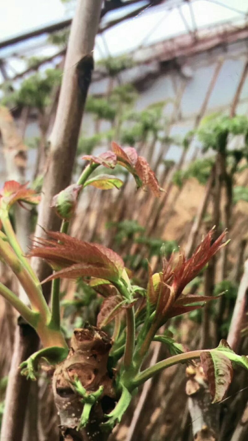 红油香椿苗大棚专用提供技术直销基地