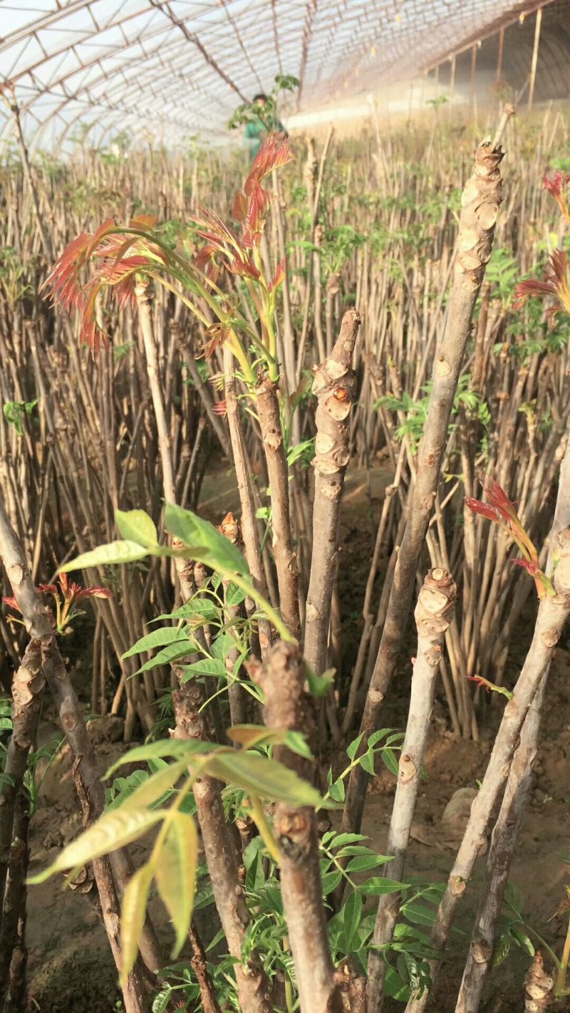 红油香椿苗大棚专用提供技术基地